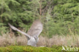 Havik (Accipiter gentilis)