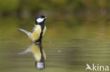 Great Tit (Parus major)