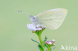 Klein koolwitje (Pieris rapae)