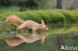 Red Squirrel (Sciurus vulgaris)