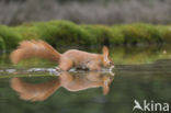 Red Squirrel (Sciurus vulgaris)