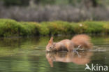 Red Squirrel (Sciurus vulgaris)