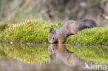 Red Squirrel (Sciurus vulgaris)