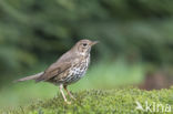 Song Thrush (Turdus philomelos)