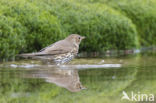 Song Thrush (Turdus philomelos)