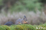 Red Squirrel (Sciurus vulgaris)