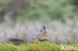 Red Squirrel (Sciurus vulgaris)