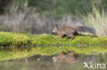 Red Squirrel (Sciurus vulgaris)
