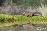 Eekhoorn (Sciurus vulgaris)