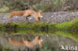 Red Squirrel (Sciurus vulgaris)