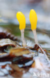 bog beacon (Mitrula paludosa)