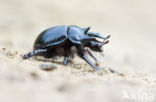 Driehoornmestkever (Typhaeus typhoeus)