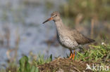 Common Redshank (Tringa totanus)