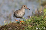 Common Redshank (Tringa totanus)