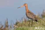 Grutto (Limosa limosa)