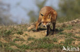 Fox (Vulpes vulpes)