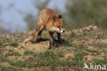 Vos (Vulpes vulpes)