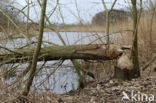 Eurasian beaver (Castor fiber)