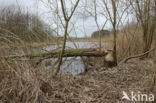 Europese bever (Castor fiber)