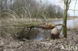 Eurasian beaver (Castor fiber)