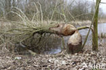 Eurasian beaver (Castor fiber)