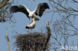 White Stork (Ciconia ciconia)