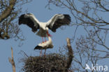 White Stork (Ciconia ciconia)