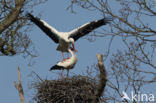 White Stork (Ciconia ciconia)