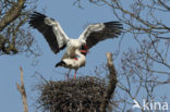 White Stork (Ciconia ciconia)