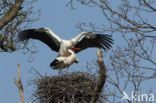 White Stork (Ciconia ciconia)