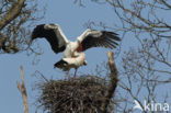 White Stork (Ciconia ciconia)