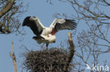 White Stork (Ciconia ciconia)