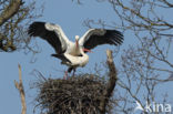 White Stork (Ciconia ciconia)