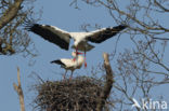 White Stork (Ciconia ciconia)