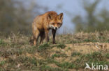 Fox (Vulpes vulpes)