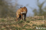 Fox (Vulpes vulpes)