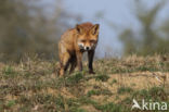 Fox (Vulpes vulpes)