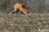 Fox (Vulpes vulpes)