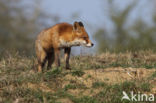 Fox (Vulpes vulpes)