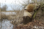 Europese bever (Castor fiber)