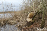 Europese bever (Castor fiber)