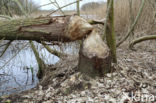 Eurasian beaver (Castor fiber)