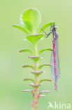 Large Red Damselfly (Pyrrhosoma nymphula)