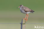 Common Redshank (Tringa totanus)