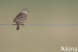 Graspieper (Anthus pratensis)