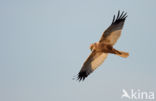 Bruine Kiekendief (Circus aeruginosus)