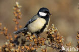 Great Tit (Parus major)