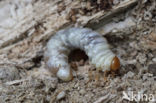 Klein vliegend hert (Dorcus parallelipipedus)