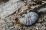 Small Stag Beetle (Dorcus parallelipipedus)