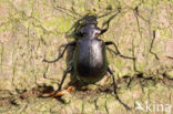 Kleine Poppenrover (Calosoma inquisitor)